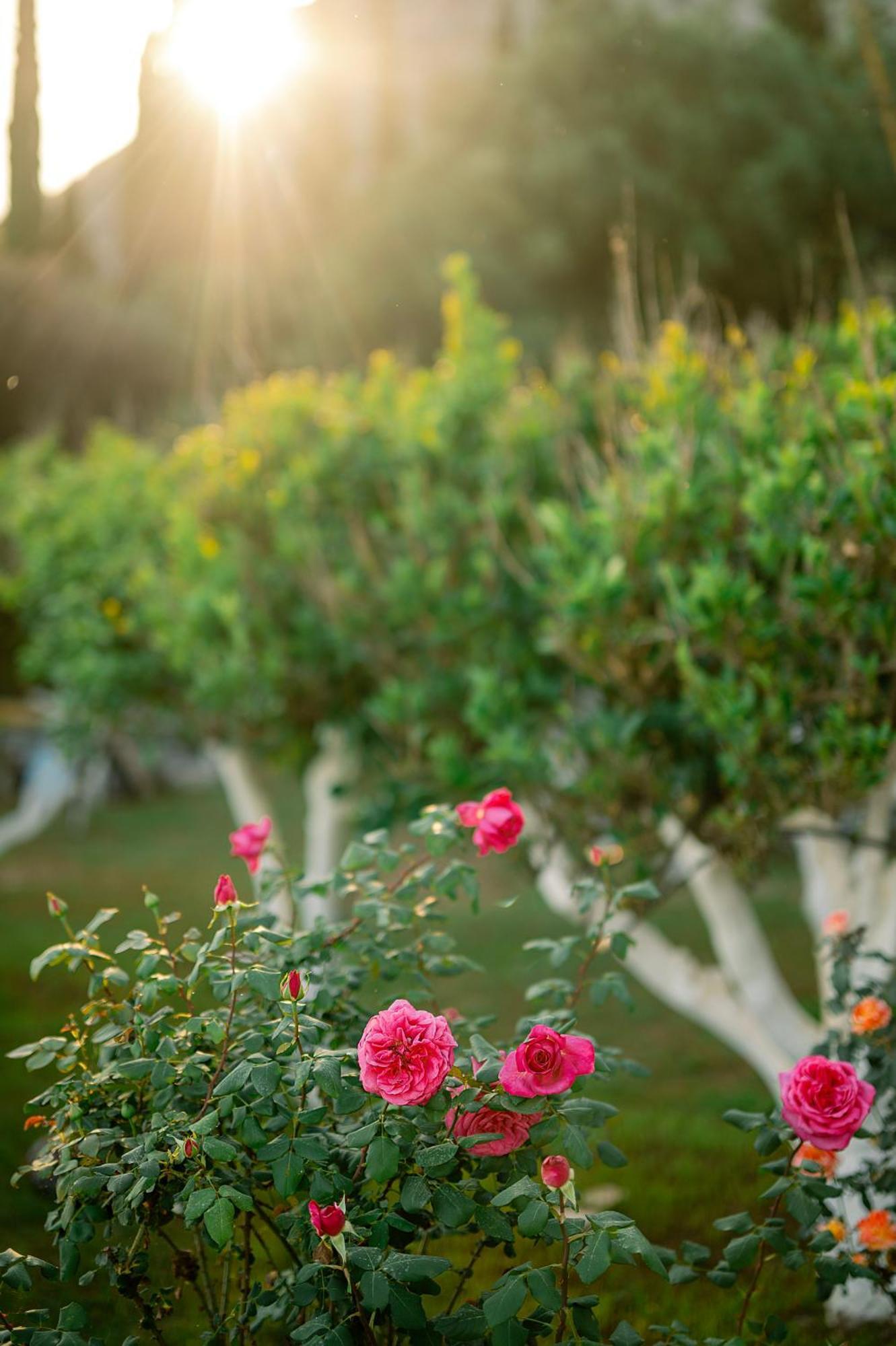 Nissaki Olive Press Villas Nisaki  ภายนอก รูปภาพ